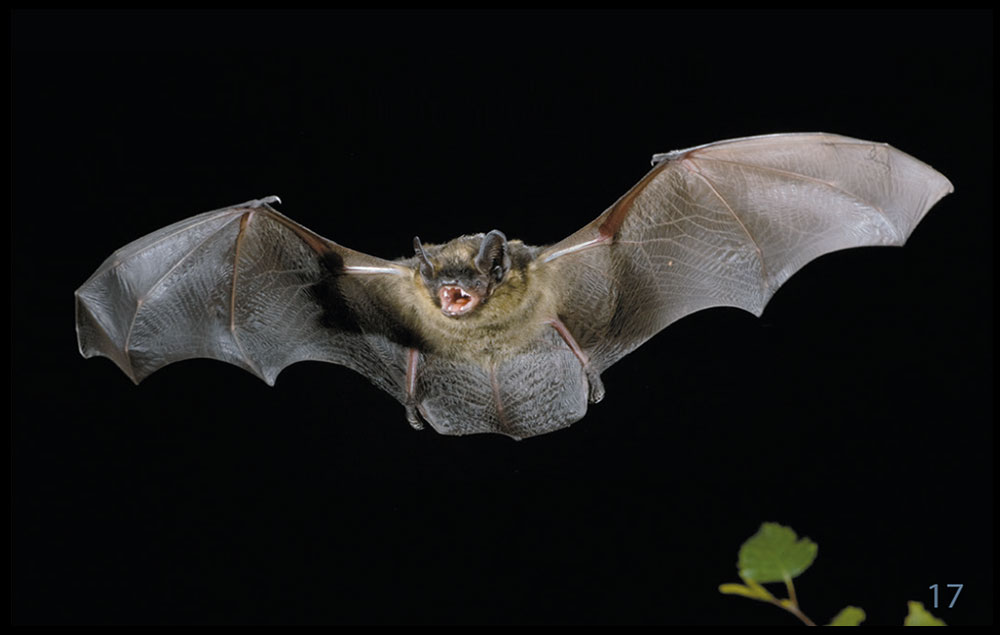 Nordfledermaus FledermausBayern